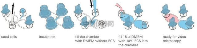 易必迪ibidi细胞趋化性试验 u-Slide Chemotaxis 2D 图3.png