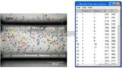 易必迪ibidi细胞趋化性试验 u-Slide Chemotaxis 2D 图5.png