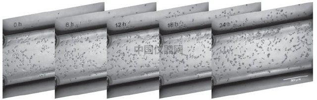 易必迪ibidi细胞趋化性试验 u-Slide Chemotaxis 2D 图4.png