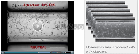 易必迪ibidi细胞趋化性试验 u-Slide Chemotaxis 2D 图6.png