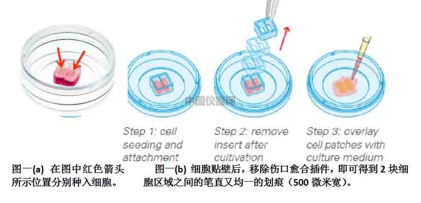 伤口愈合/细胞划痕实验新方法-如何划出笔直均一的划痕