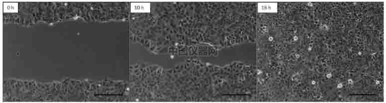 伤口愈合／细胞划痕实验新方法－如何划出笔直均一的划痕