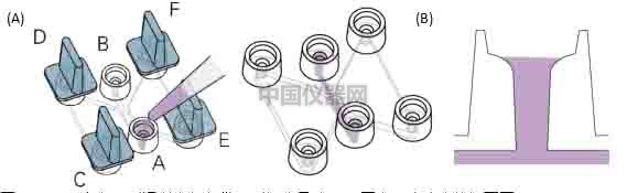 细胞趋化实验新方法(二)--实时观察细胞动态