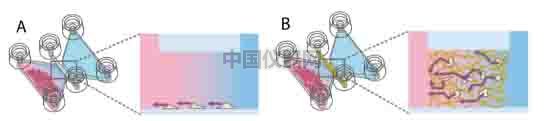 细胞趋化实验新方法(二)--实时观察细胞动态