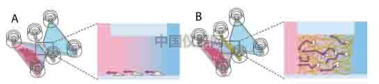 细胞趋化实验新方法（二）--实时观察细胞动态