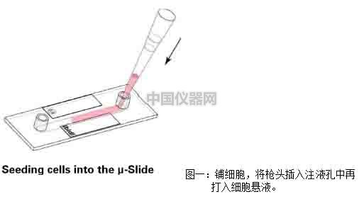 流体剪切力实验：流体环境下的HUVEC细胞培养，真实还原体内环境