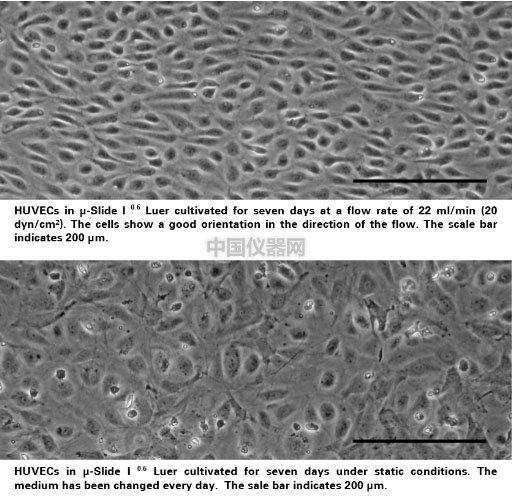 流体剪切力实验：流体环境下的HUVEC细胞培养，真实还原体内环境