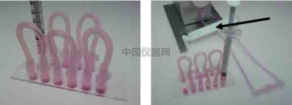 探讨流体剪切力对细胞活动的影响--流体剪切力对细胞吸收人造细胞器的影响
