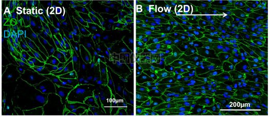 血管内皮细胞模拟体内流体环境