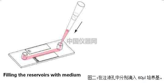 血管内皮细胞模拟体内流体环境