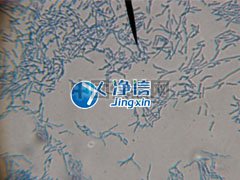 全自动样品快速研磨仪研磨青霉菌提取线粒体实验-上海净信
