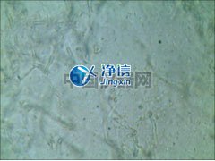 全自动样品快速研磨仪研磨青霉菌提取线粒体实验-上海净信