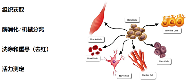 单细胞悬液制备一般原则