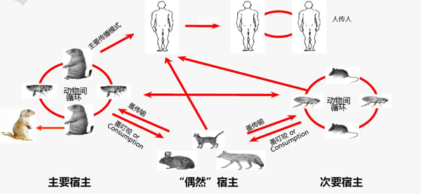 病媒生物性传染